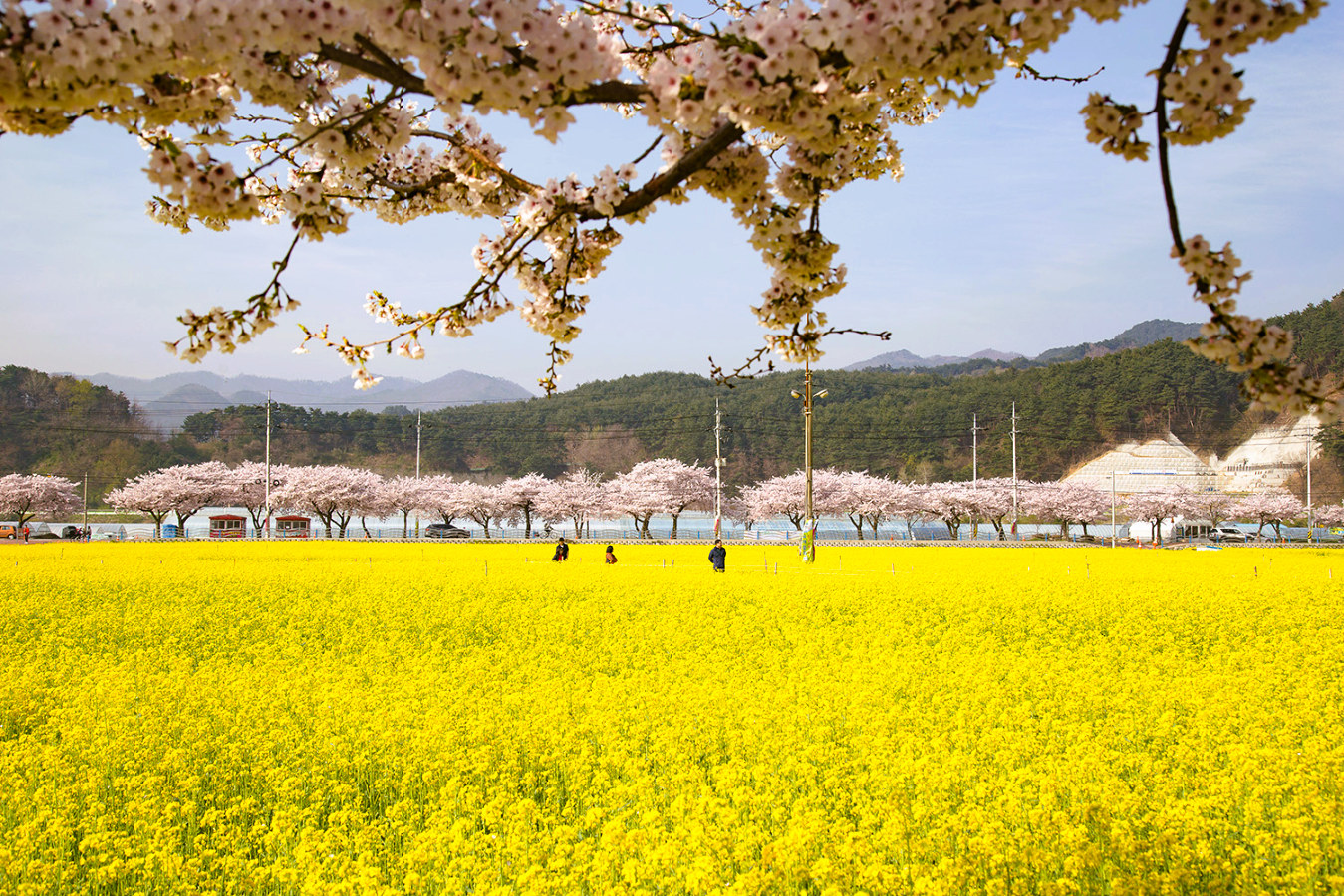 Samcheok Maengbang Canola Flower&Ocean rail bike+Donghae Day Tour