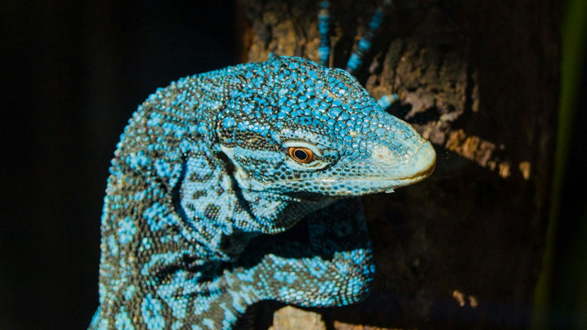 Observe fascinating reptiles basking in sunlit enclosures designed for their comfort