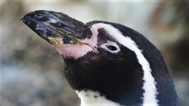 冬季旭山動物園 & 青池一日巴士之旅