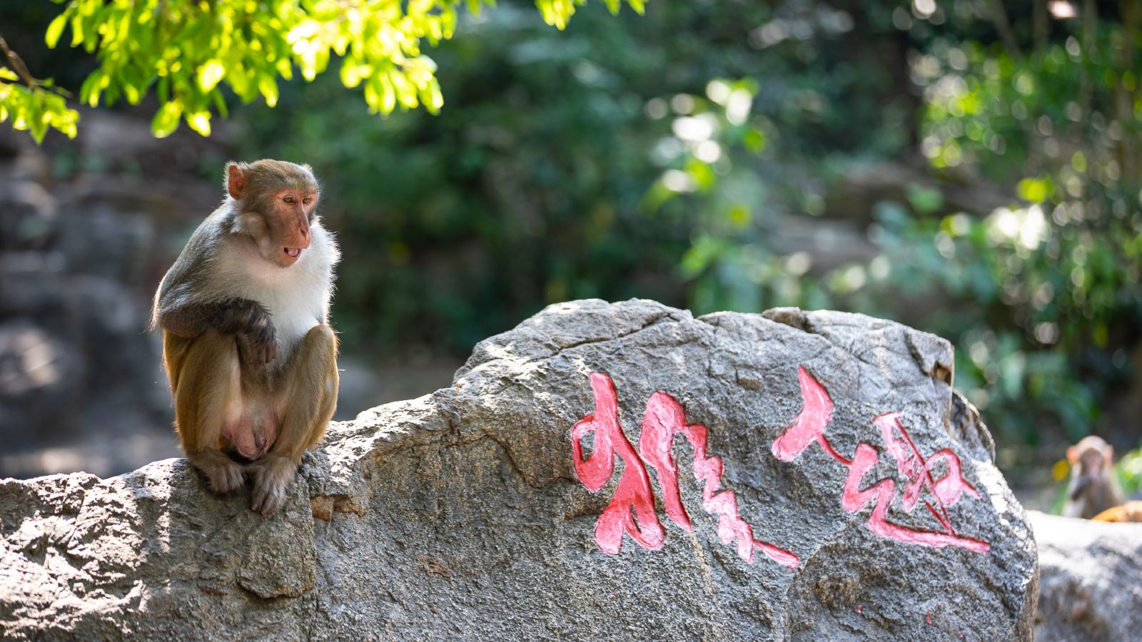三亞周邊遊 |  陵水猴島公園 呆呆島 私人導覽一日遊