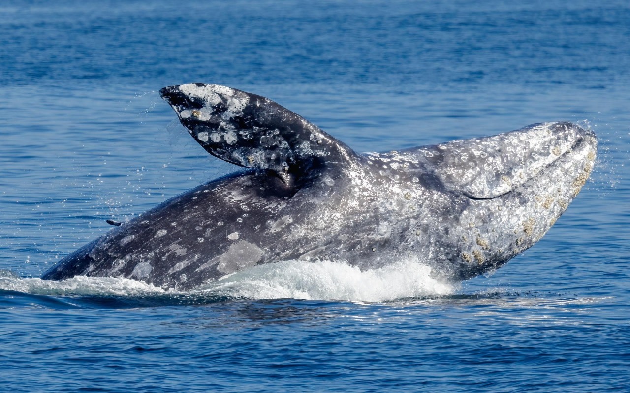 Whale & Wildlife Watching Tour From Seattle 