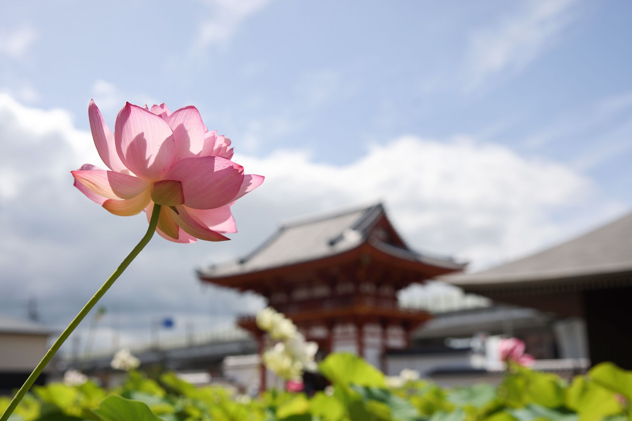 奈良: 西之京蓮花路四寺通票 (西大寺 & 喜光寺 & 唐招提寺 & 藥師寺)