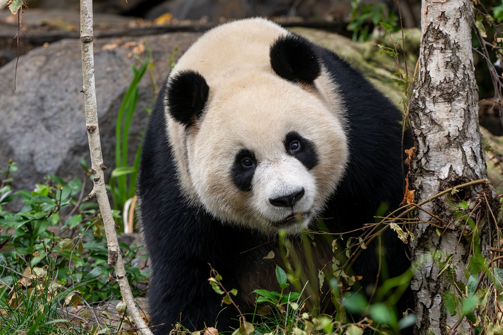 Adelaide Zoo Panda and Friends Tour (with Entry)