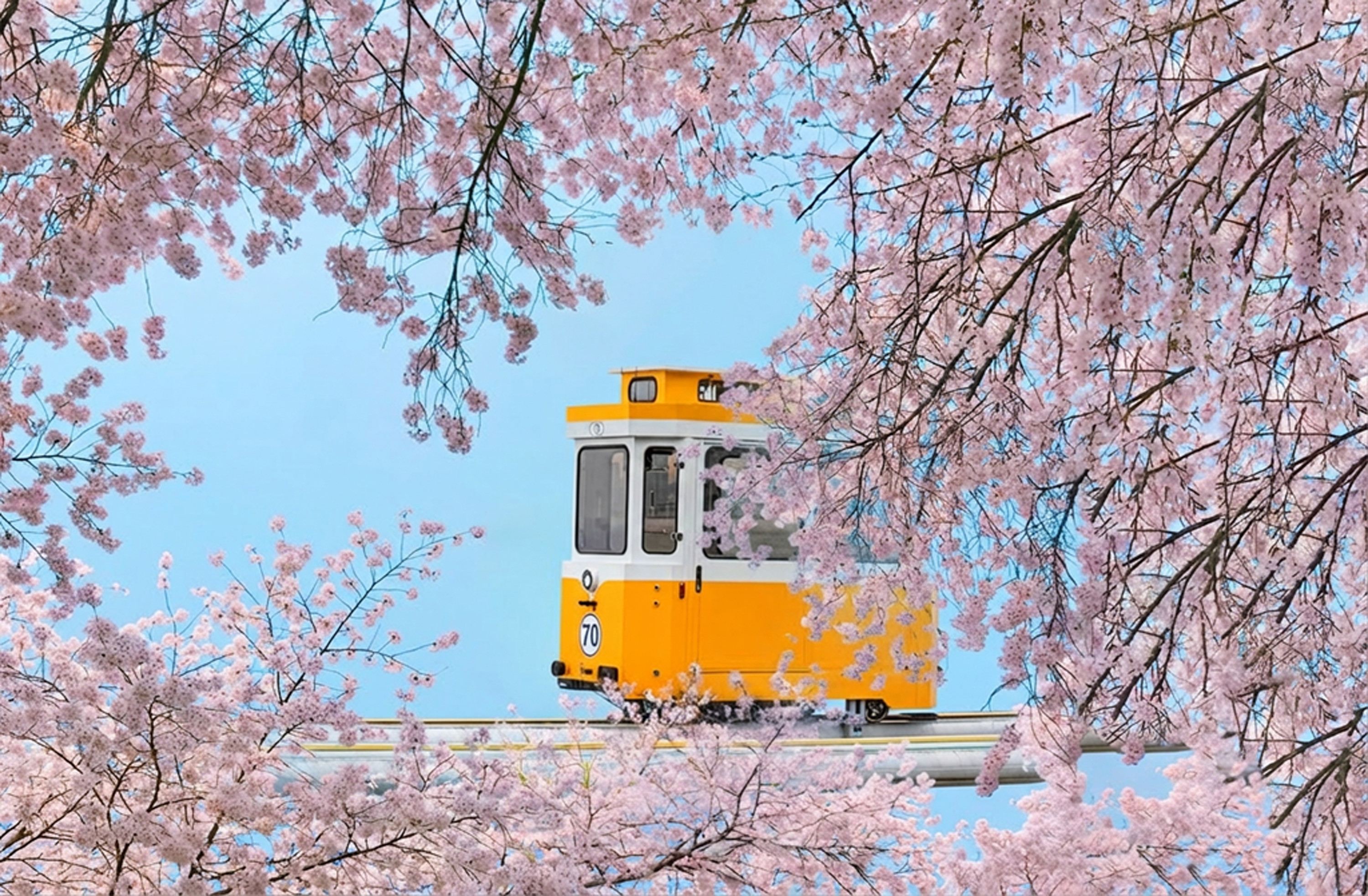 Haeundae Sky Capsule & Chasing Cherry Blossom Day Tour