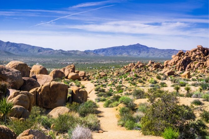 Joshua Tree National Park: Self-Guided Driving Tour