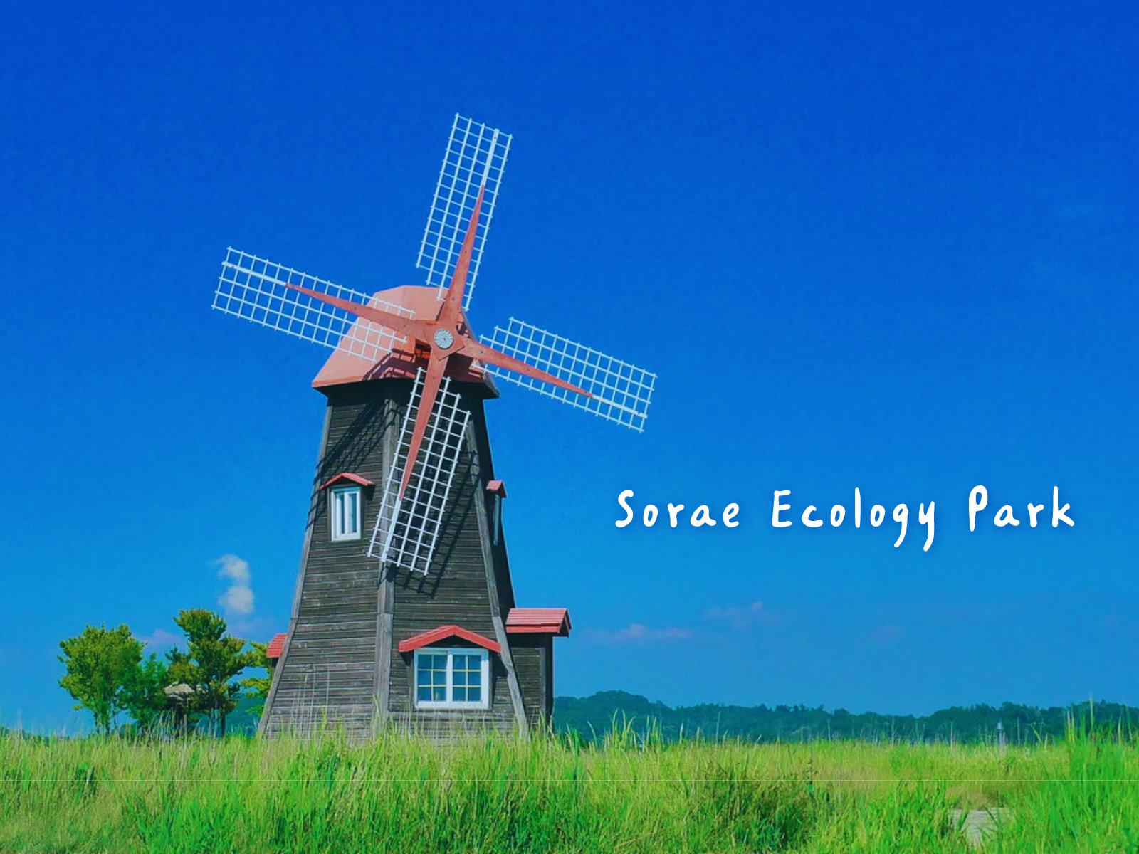 Sorae Ecological Park 是一處自然天堂,擁有廣闊的濕地及豐富多樣的動植物。 Sorae Ecological Park 是一處自然天堂,擁有廣闊的濕地及豐富多樣的動植物。