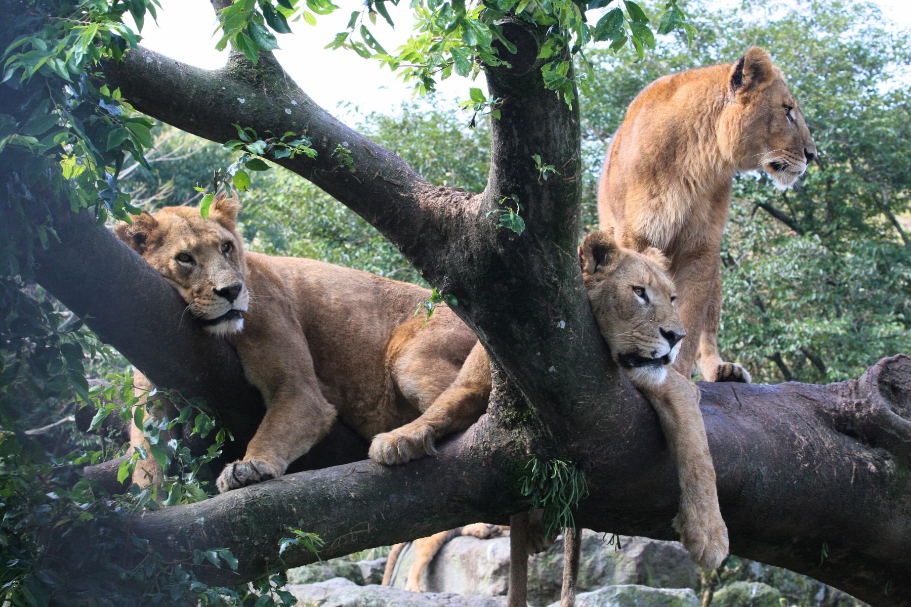 靜岡: 熱海海上花火大會 & 富士野生動物園一日遊 (東京出發)