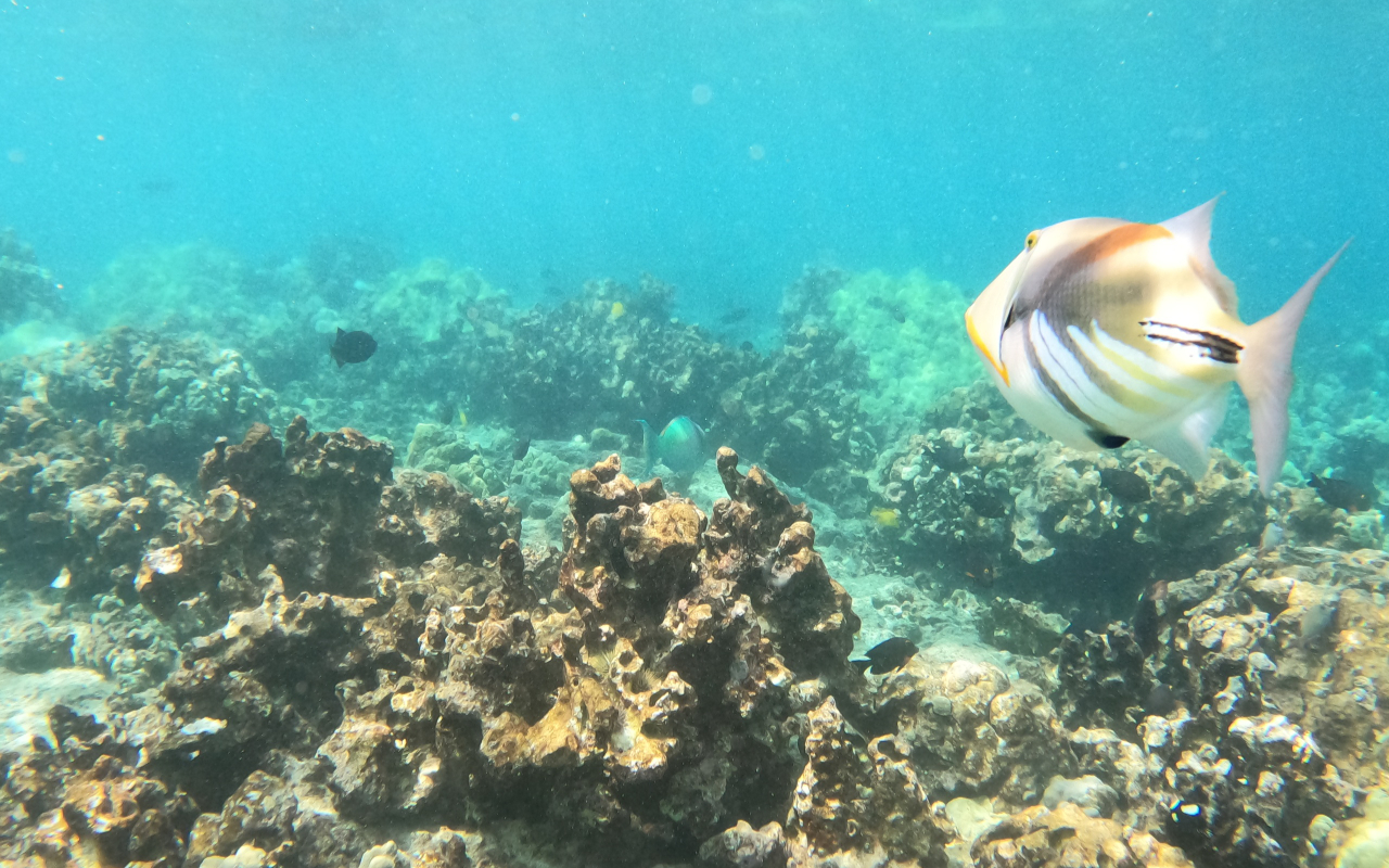 Snorkel crystal-clear waters filled with colorful tropical fish and vibrant coral gardens