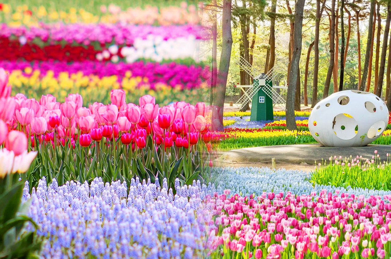 tulip