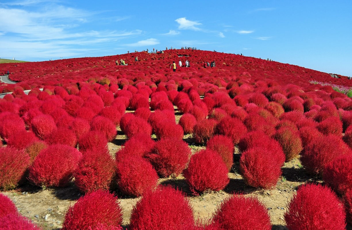 Ibaraki Flower Sea×Sea Torii×Hydrangea Temple×Seafood Market Panorama 1-Day Tour｜Chinese/English Tour Guide (Depart from Tokyo)