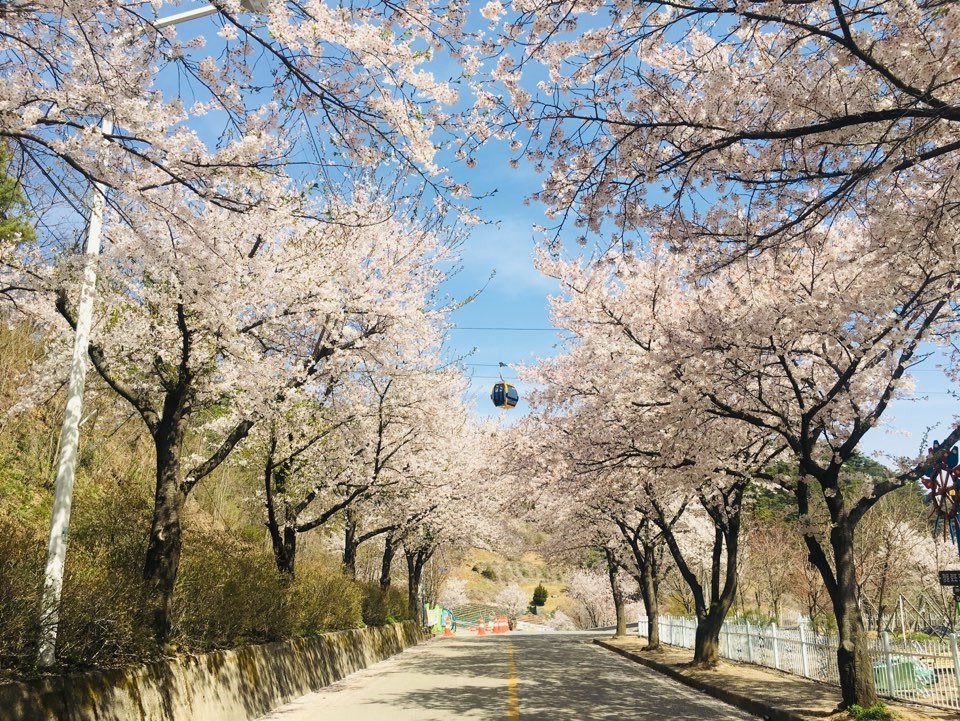 春天，乘坐纜車滑過清風湖，周圍環繞著盛開的櫻花和柔和的山色。