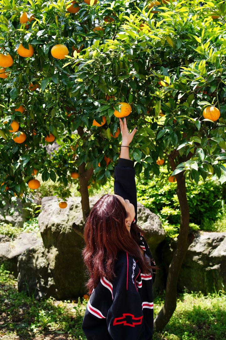 Reach high, pick sweet. Jeju’s sunshine captured in every tangerine.
