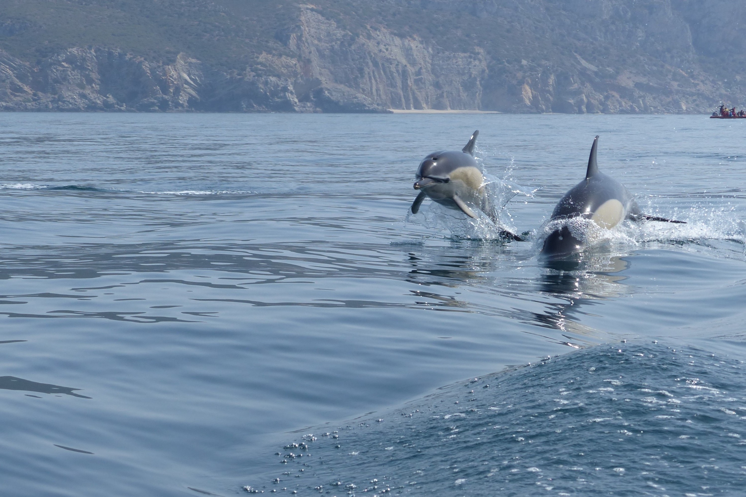 Dolphin Watching Experience in Arrabida Natural Park