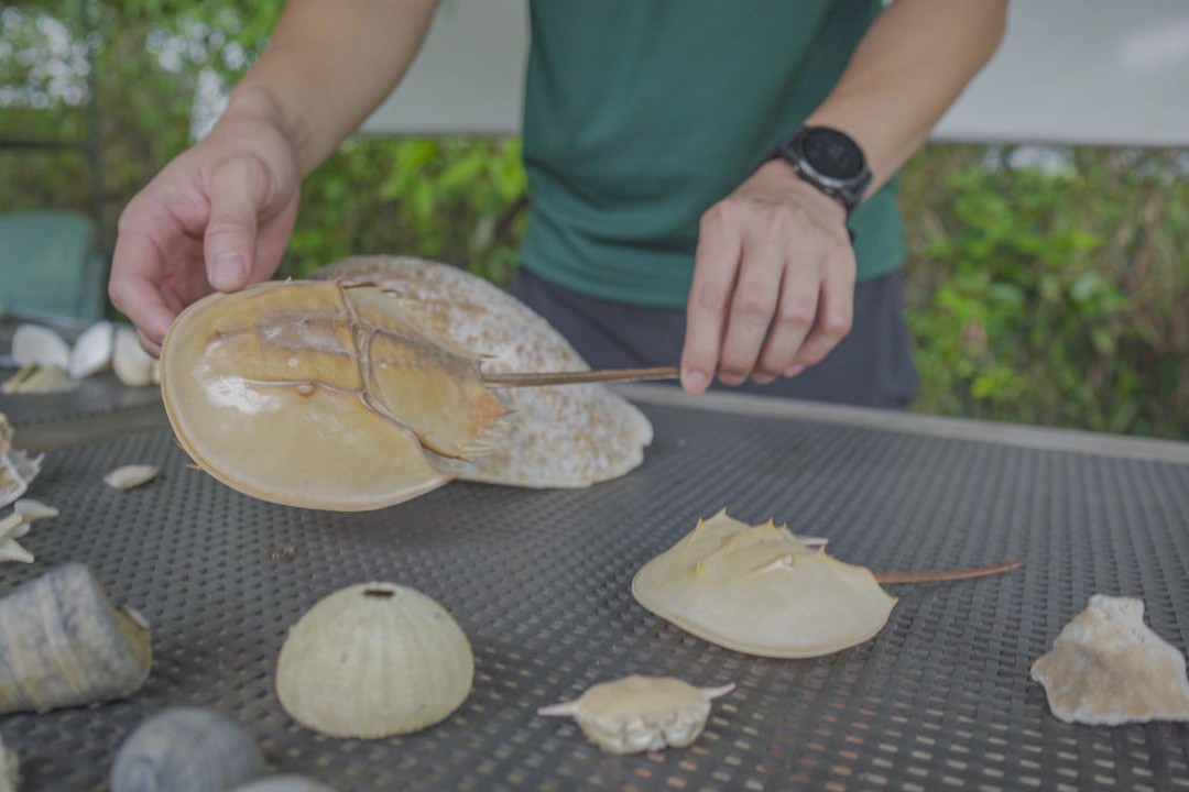 Stories from the Shore: Artefacts of Singapore’s Coastal Past