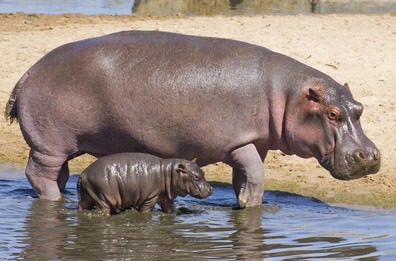 8 Days of Wildlife & Wonder: Kenya’s Best Safari Destinations