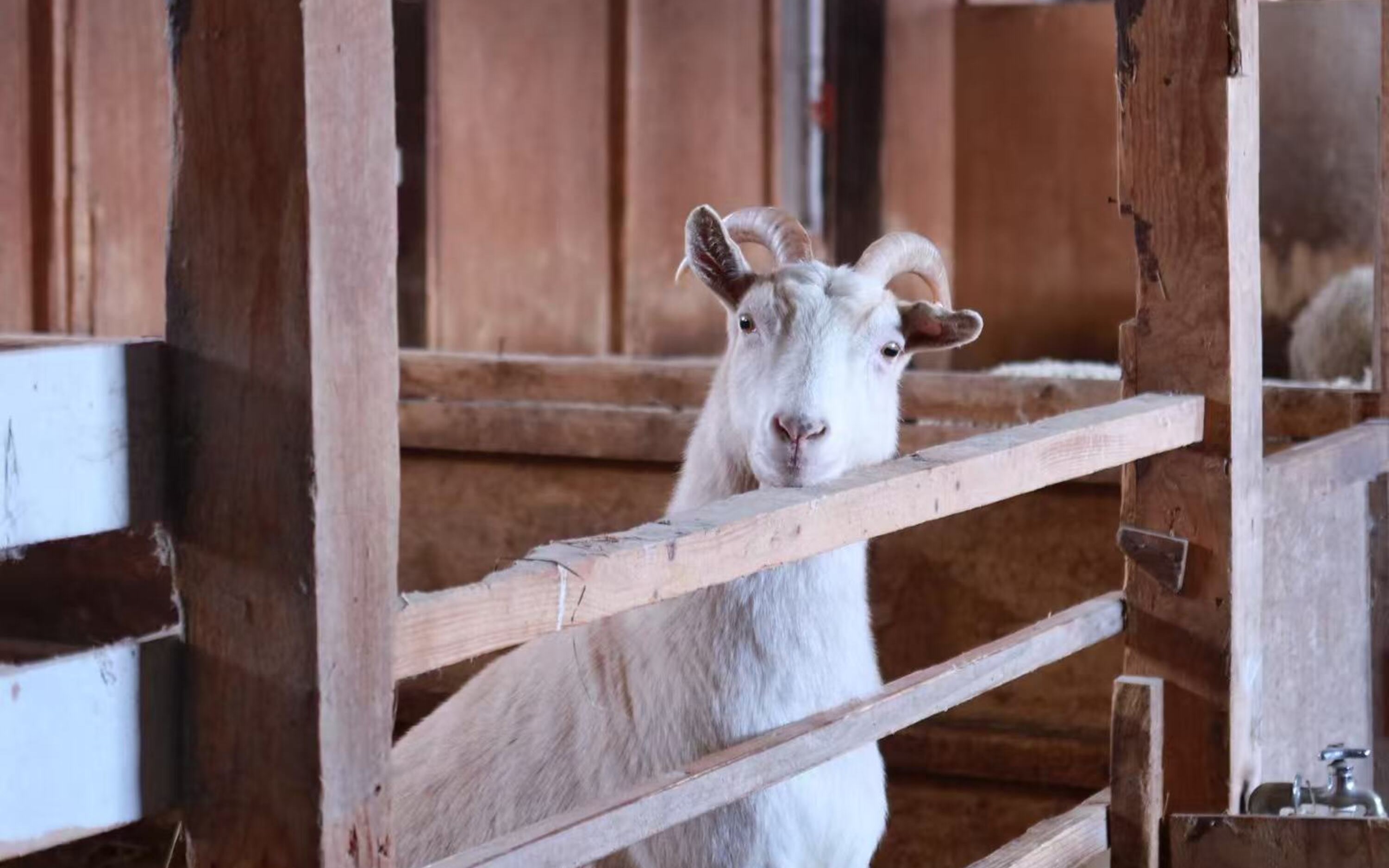 Hokkaido Romance Story | Small Group In-depth Experience | Biei Town, Blue Pond, and Furano Day Tour (Round Trip from Sapporo)