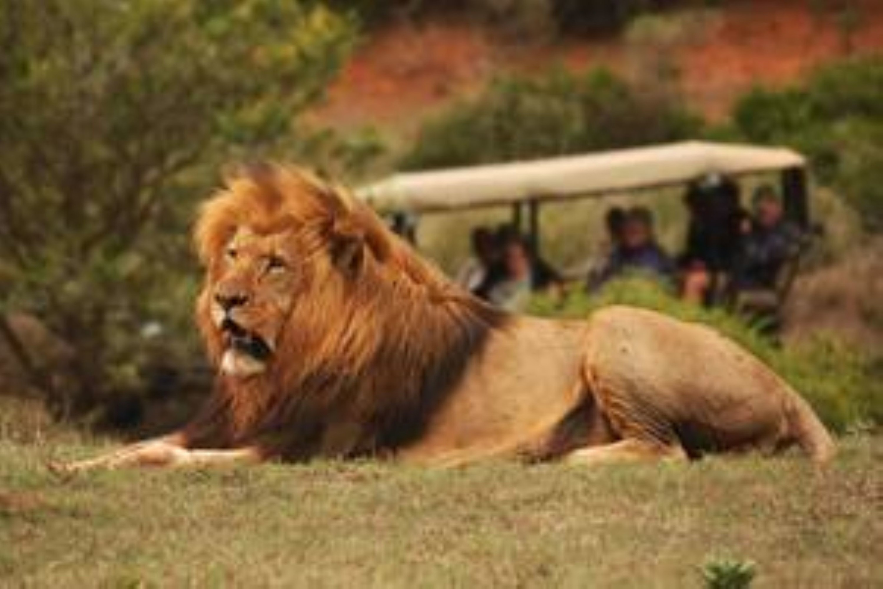 Full-Day Addo Park & Schotia Reserve Safari