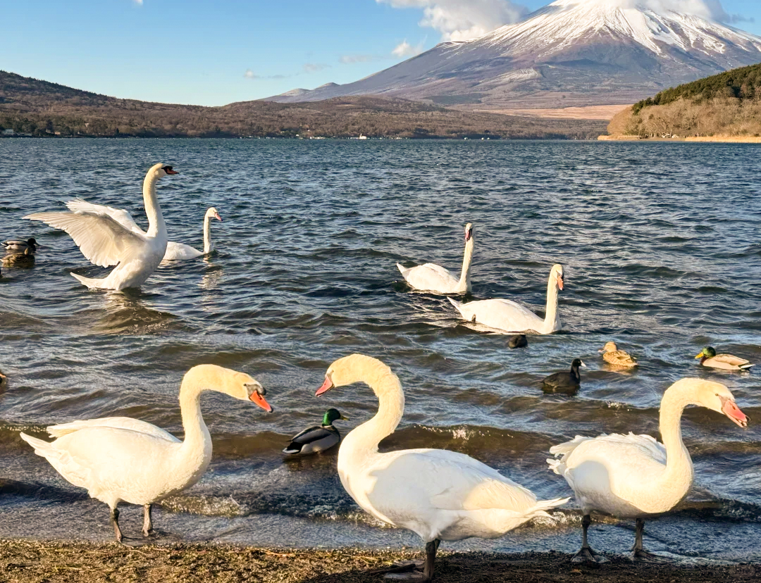 富士山賞花熱門打卡一日遊｜五合目&忍野八海&新倉山公園&日川時計店&河口湖大石公園&御殿場奧特萊斯（多線路可選）