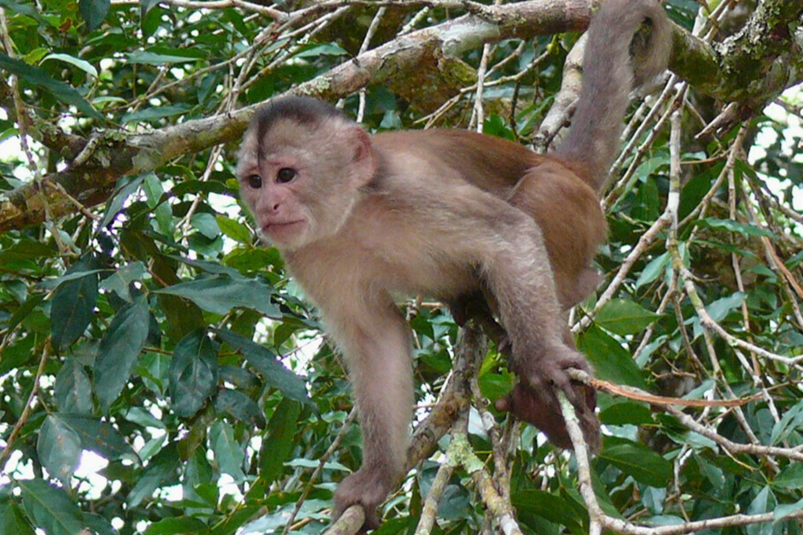 Manu Amazon 8 Day Tour