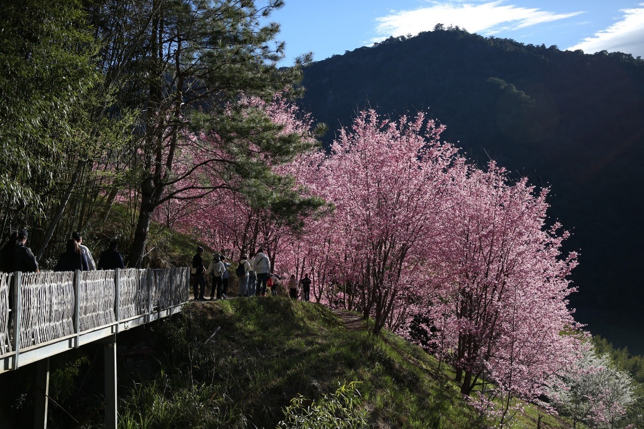 新竹: 司馬庫斯星空露營 / 高山野外私廚體驗 / 原始森林秘境 | 櫻花季 