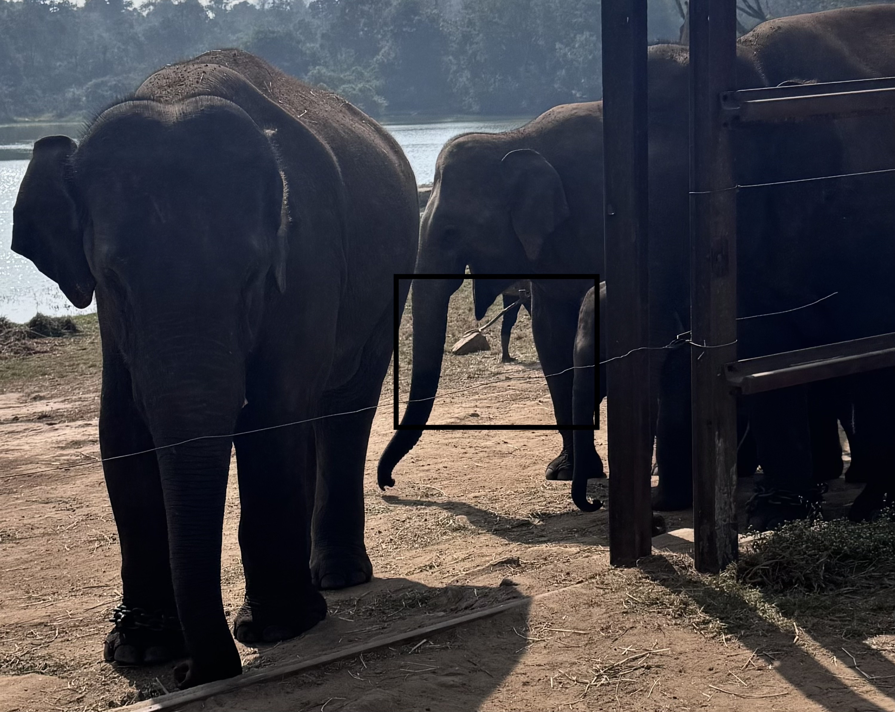 Wild Life Jeep Safari Tour at Bannerghatta with Private Transfer