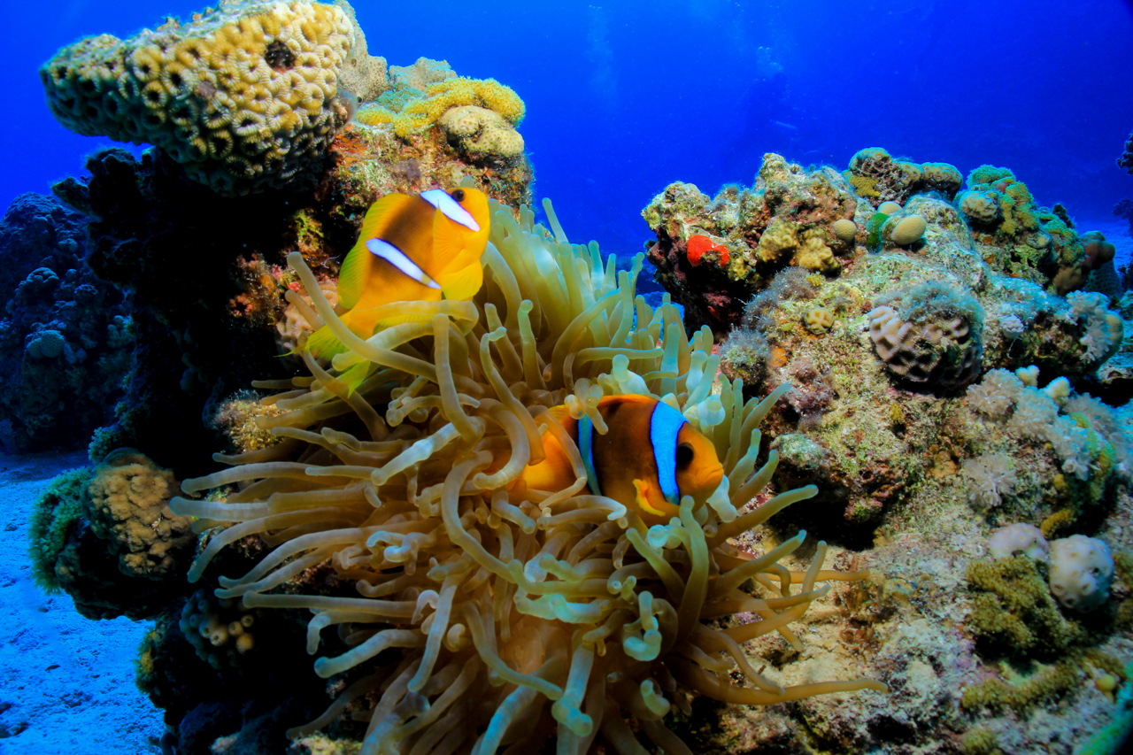 Professional Scuba Diving Adventure with Lunch – Sharm El Sheikh