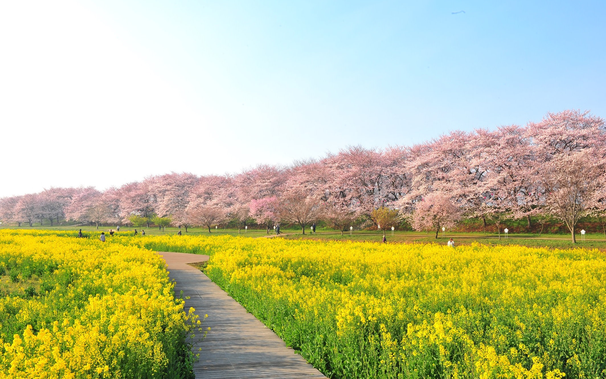 Spring Cherry Blossom Viewing Day Trip: Kawagoe Hikawa Shrine, Koga Peach Blossom Village, Gongendo Cherry Blossom Embankment, Fruit Picking Experience (Departure from Ginza and Shinjuku)