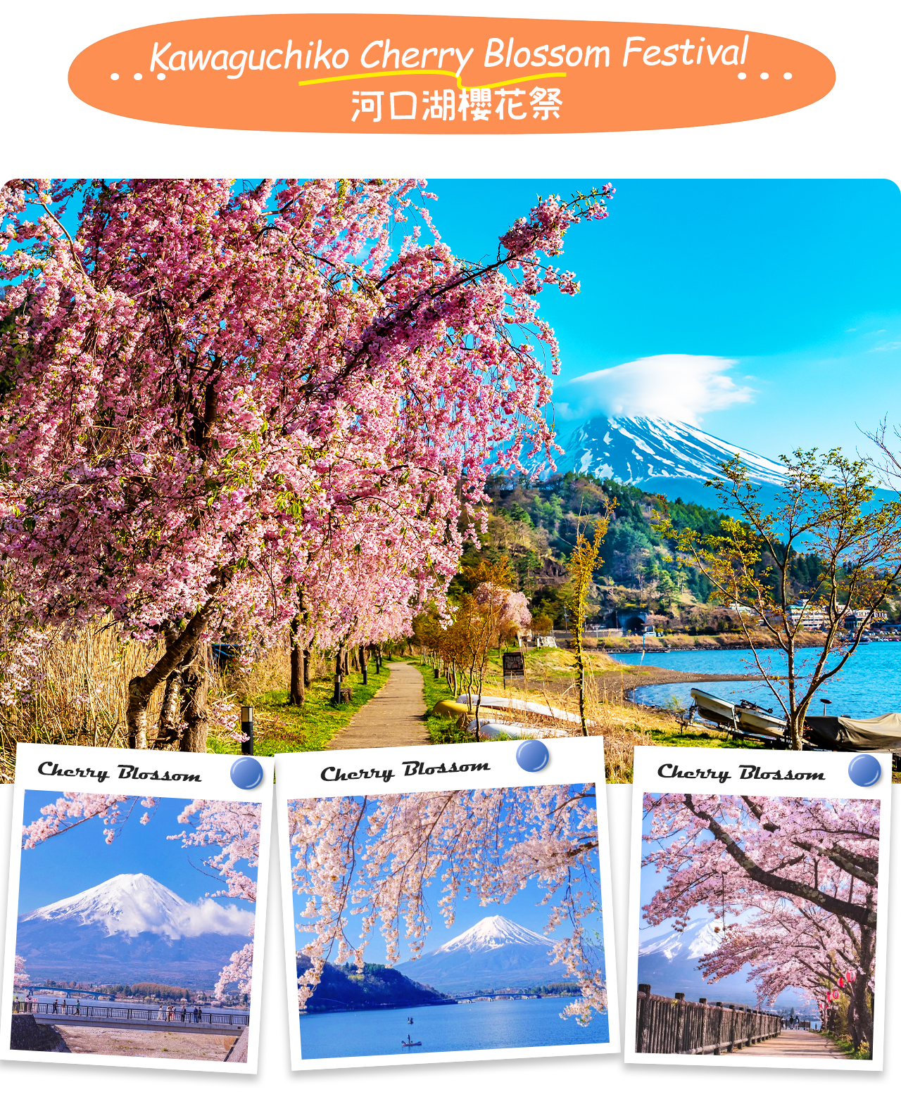 河口湖櫻花祭期間，粉白櫻花在湖畔盛放，與富士山相映成景，構成日本春天最浪漫的風景畫。