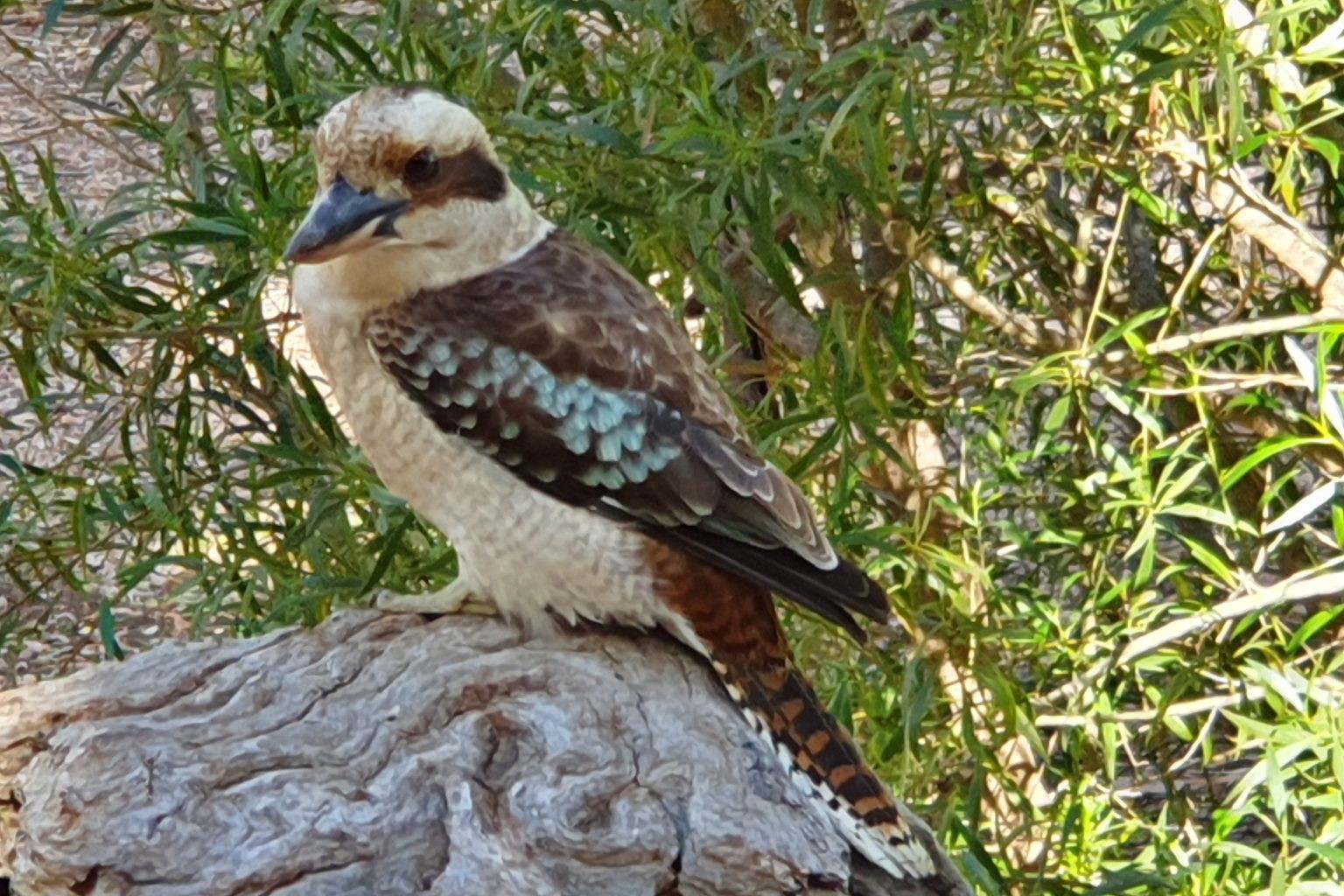 1 Day Flinders Ranges Southern 4WD Eco Safari Tour