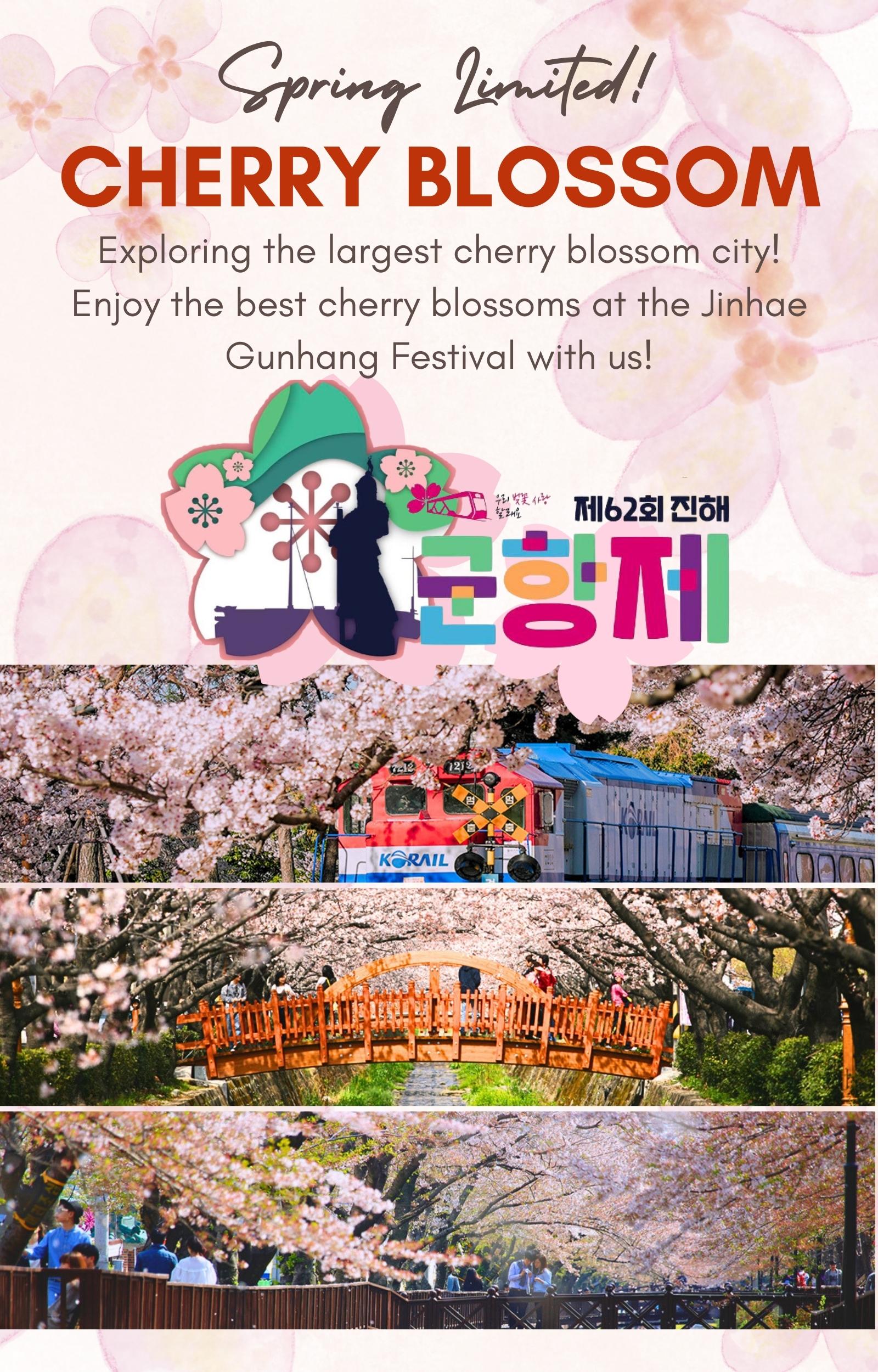 Jinhae Gunhangje Cherry Blossom Festival Day Tour from Seoul/Busan 