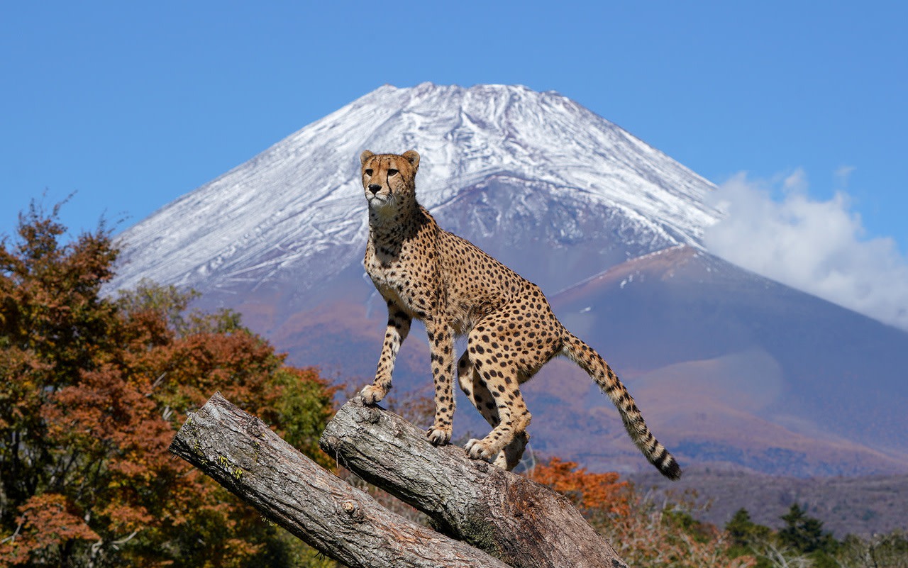 [Mount Fuji Day Trip] Fuji Safari Park & Lake Yamanaka Mount Fuji Superb View & All-You-Can-Eat Fresh Strawberry Picking (Chinese and English Tour Leaders, Departures from Tokyo/Shinjuku)