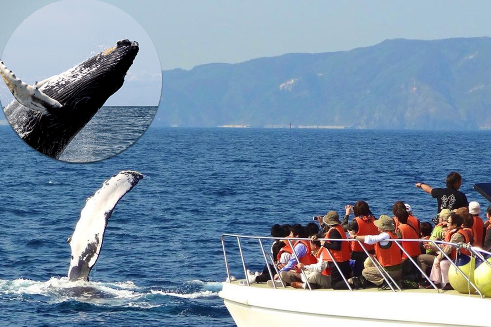 Nagannu Island Beach & Whale Watching Experience in Okinawa