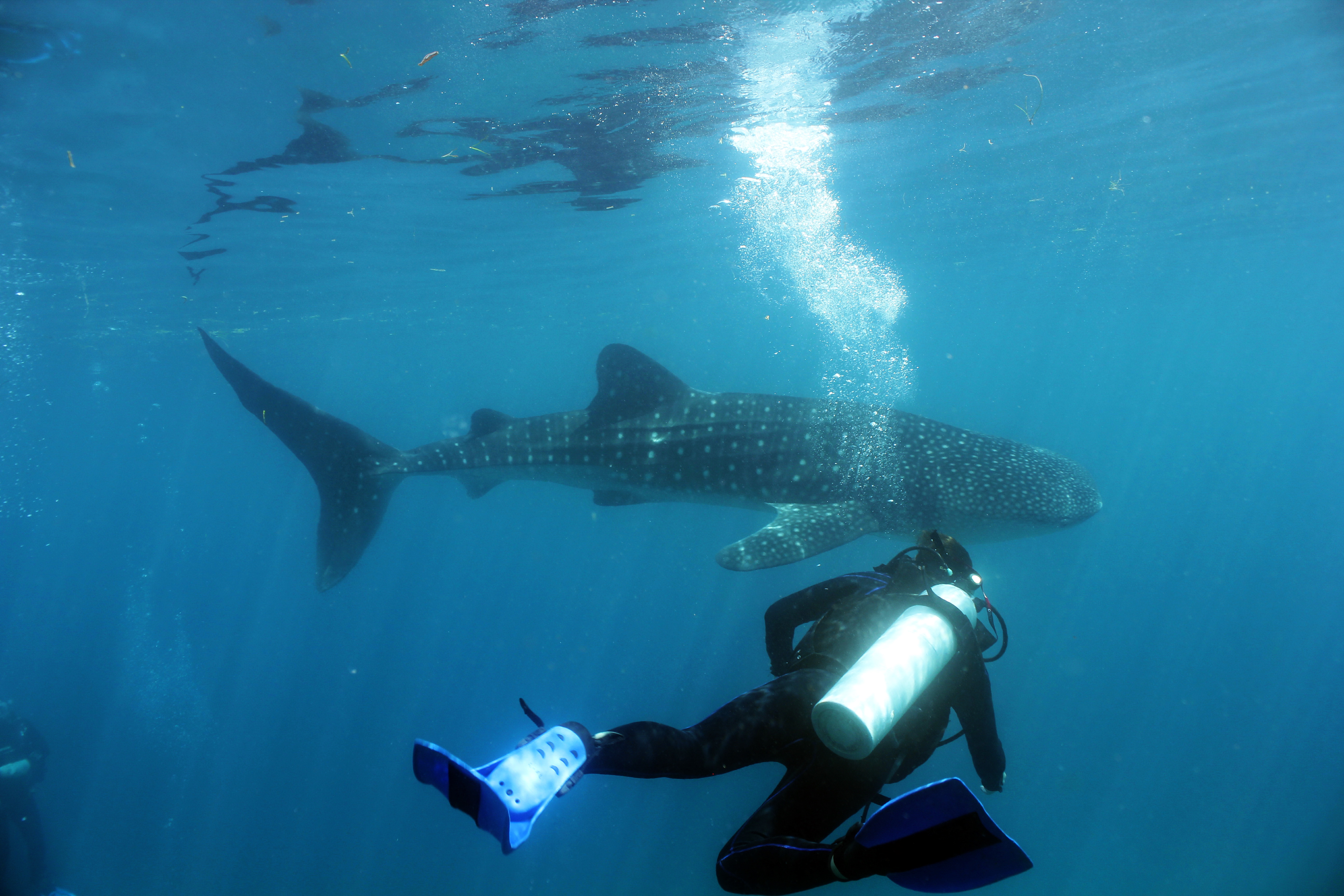 PADIアドバンスドオープンウォーターダイバーコース（セブ島 / PADI 5スターダイブリゾート提供）