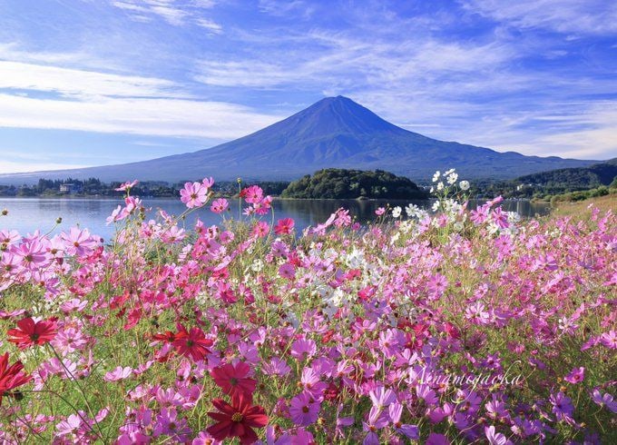 富士山箱根網紅打卡/蘆之湖遊船一日遊 （東京出發）