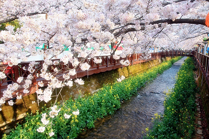 镇海樱花节