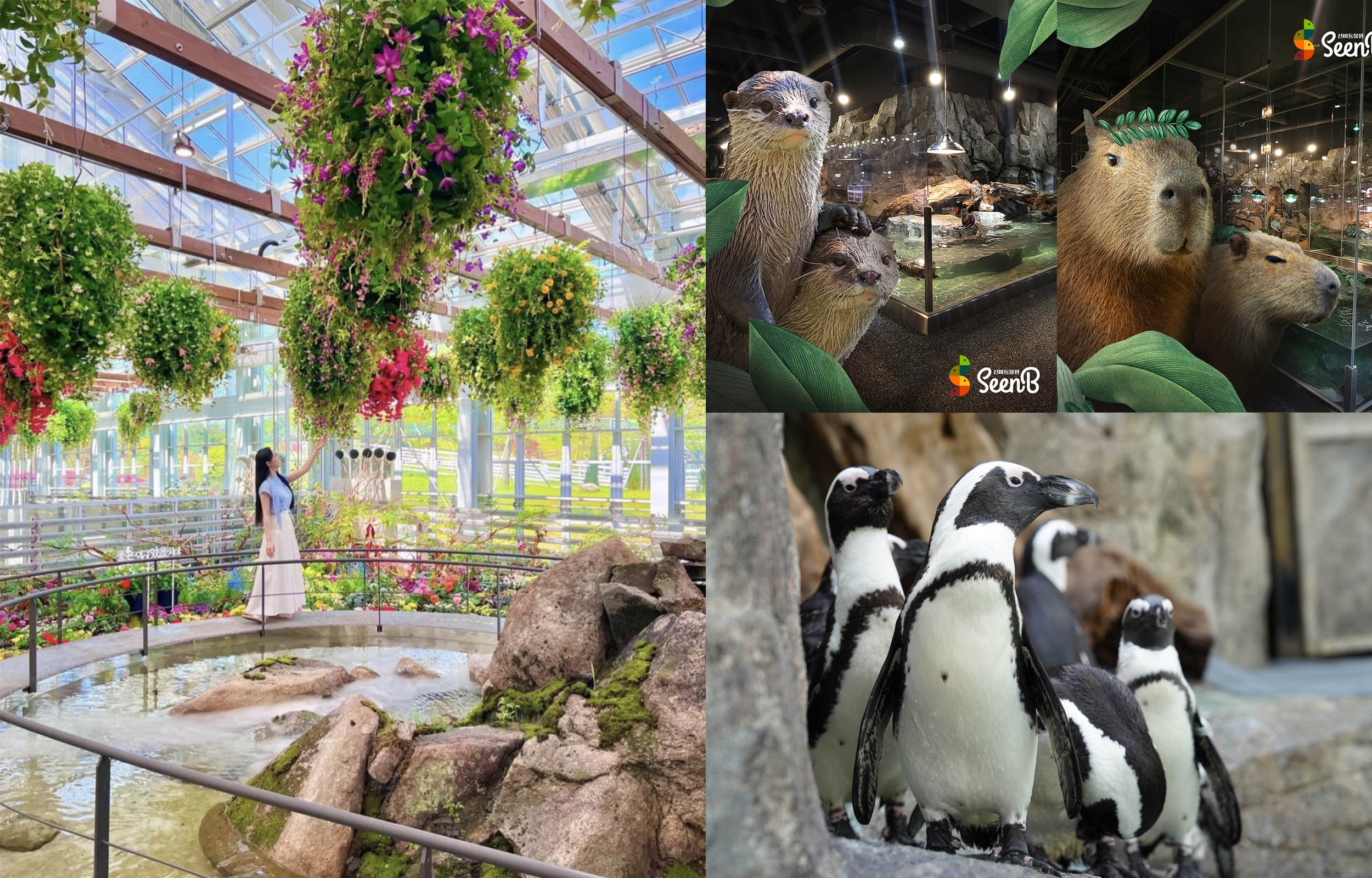 Gapyeong Nature Tour: Aqua Garden, Begonia Bird Garden & SeenB Zoo