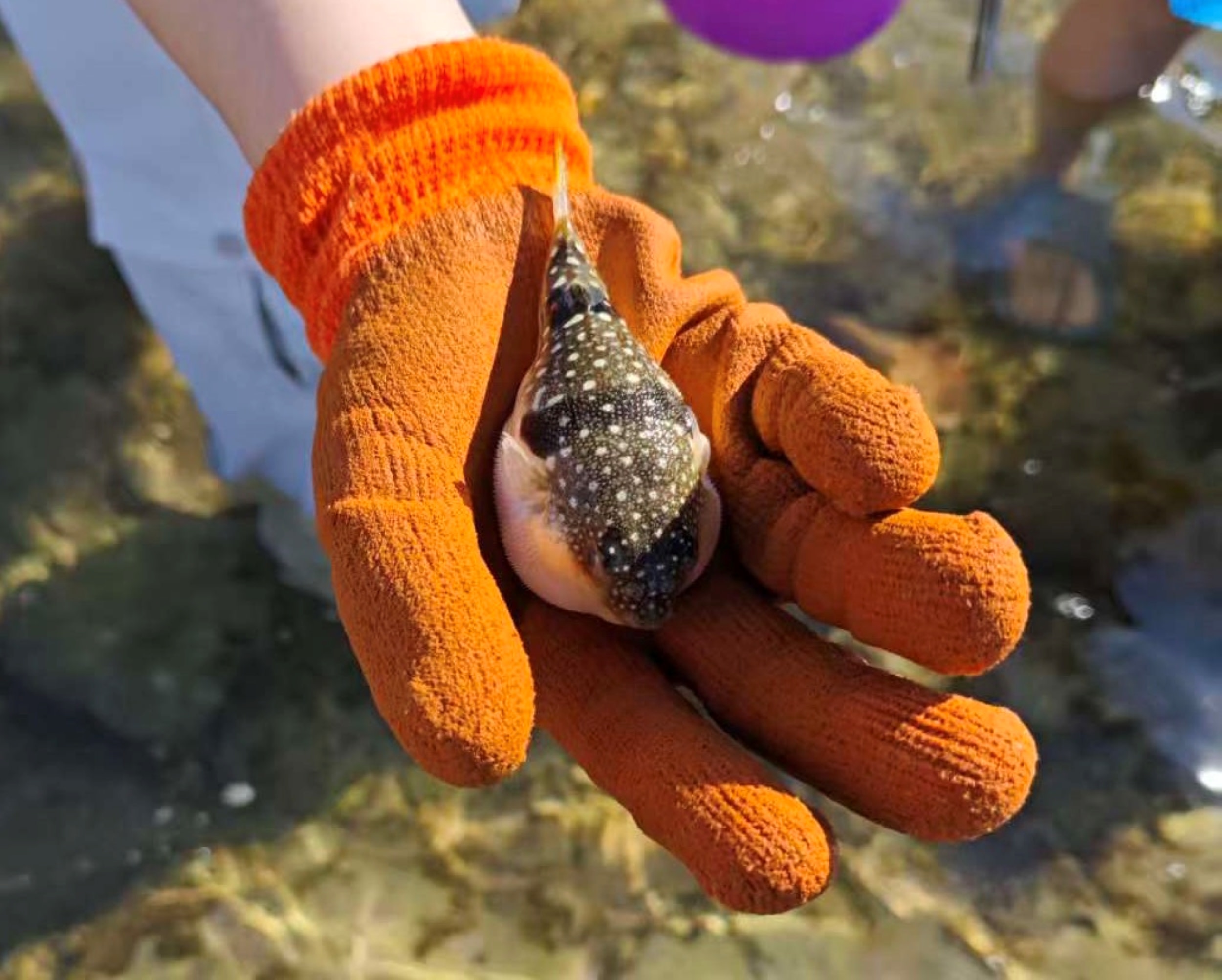 Lingshui beachcombing experience (coach explains marine knowledge)