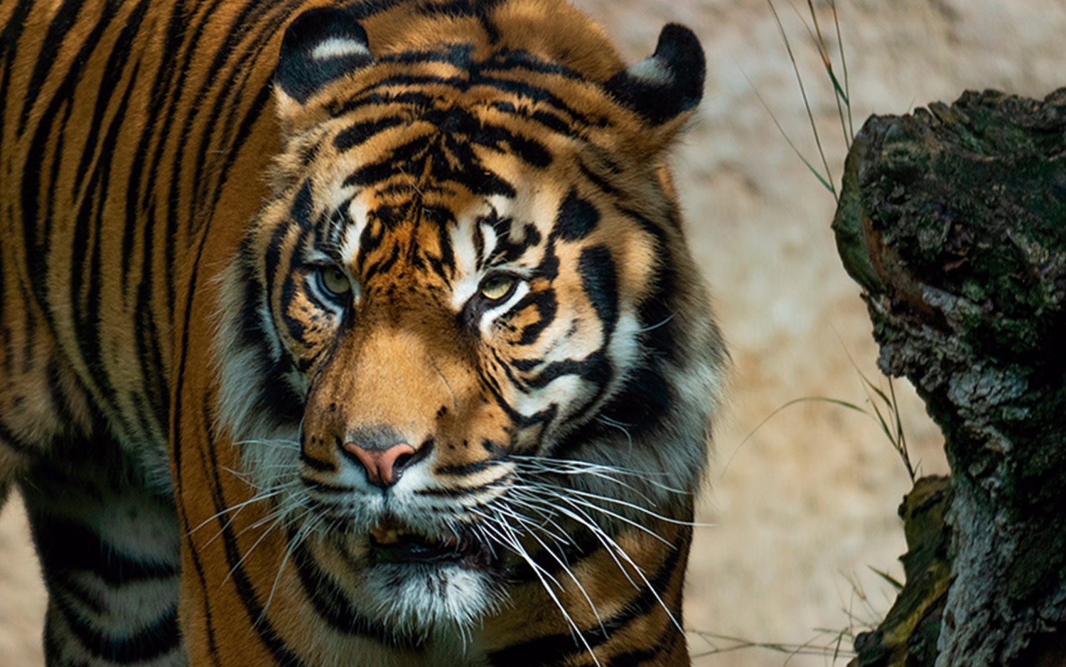 Bioparc Fuengirola ticket 