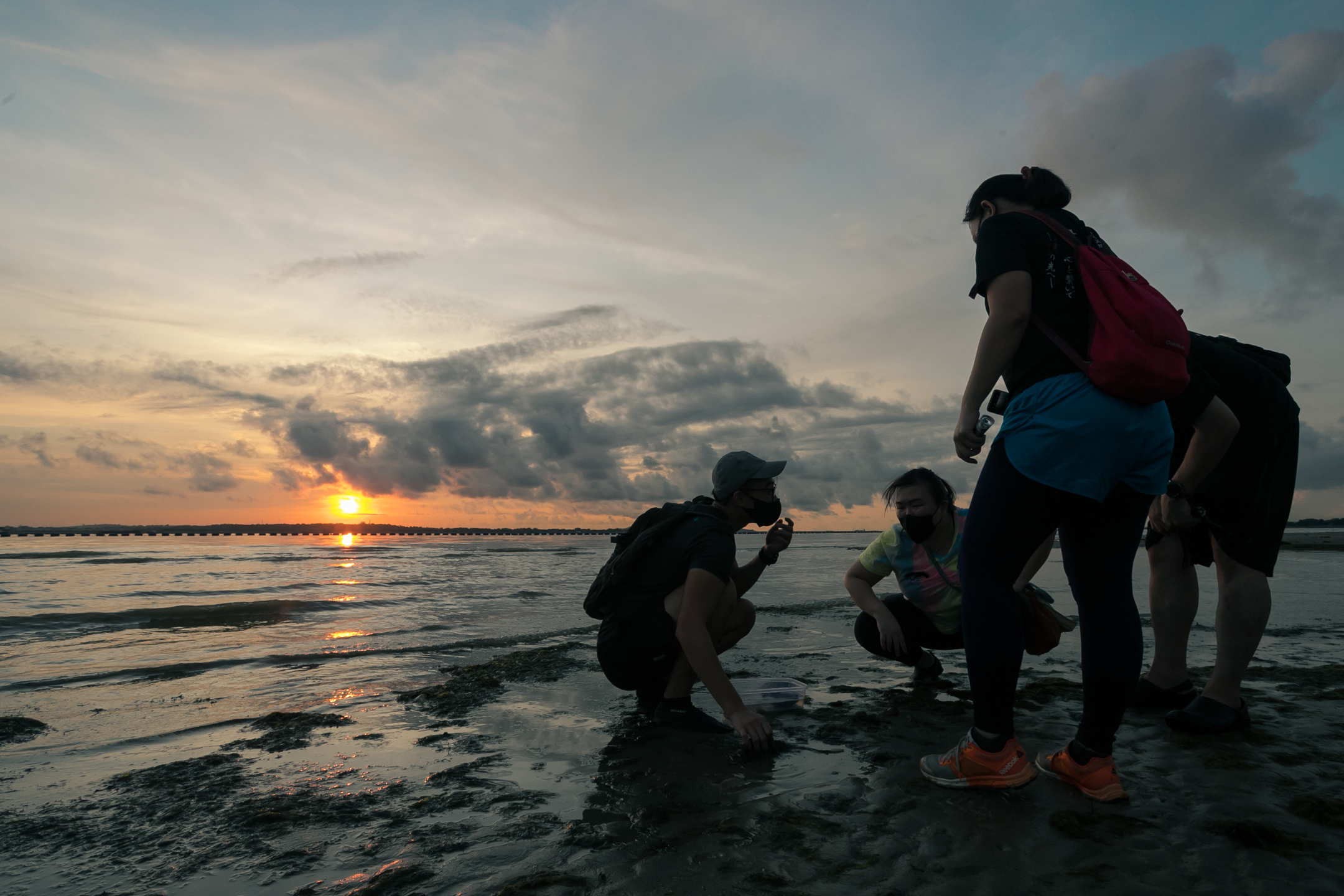 新加坡樟宜海灘潮間帶探索之旅（The Untamed Paths提供）