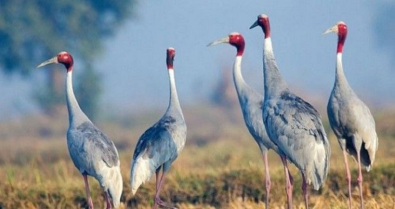 A Day Tour of Bharatpur Bird Sanctuary from Agra