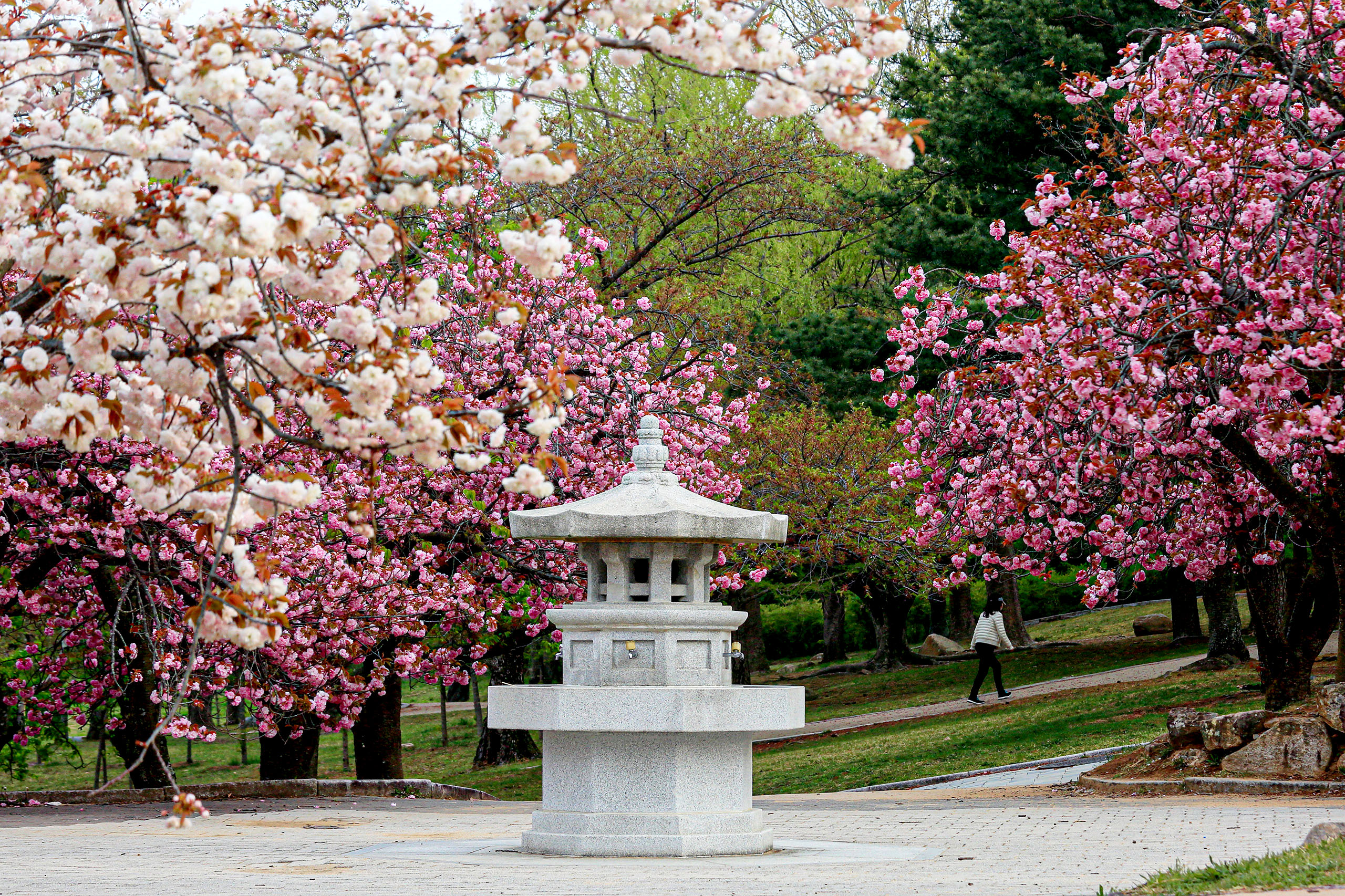 佛國寺的帝王櫻花景點是春天另一個必訪之地。