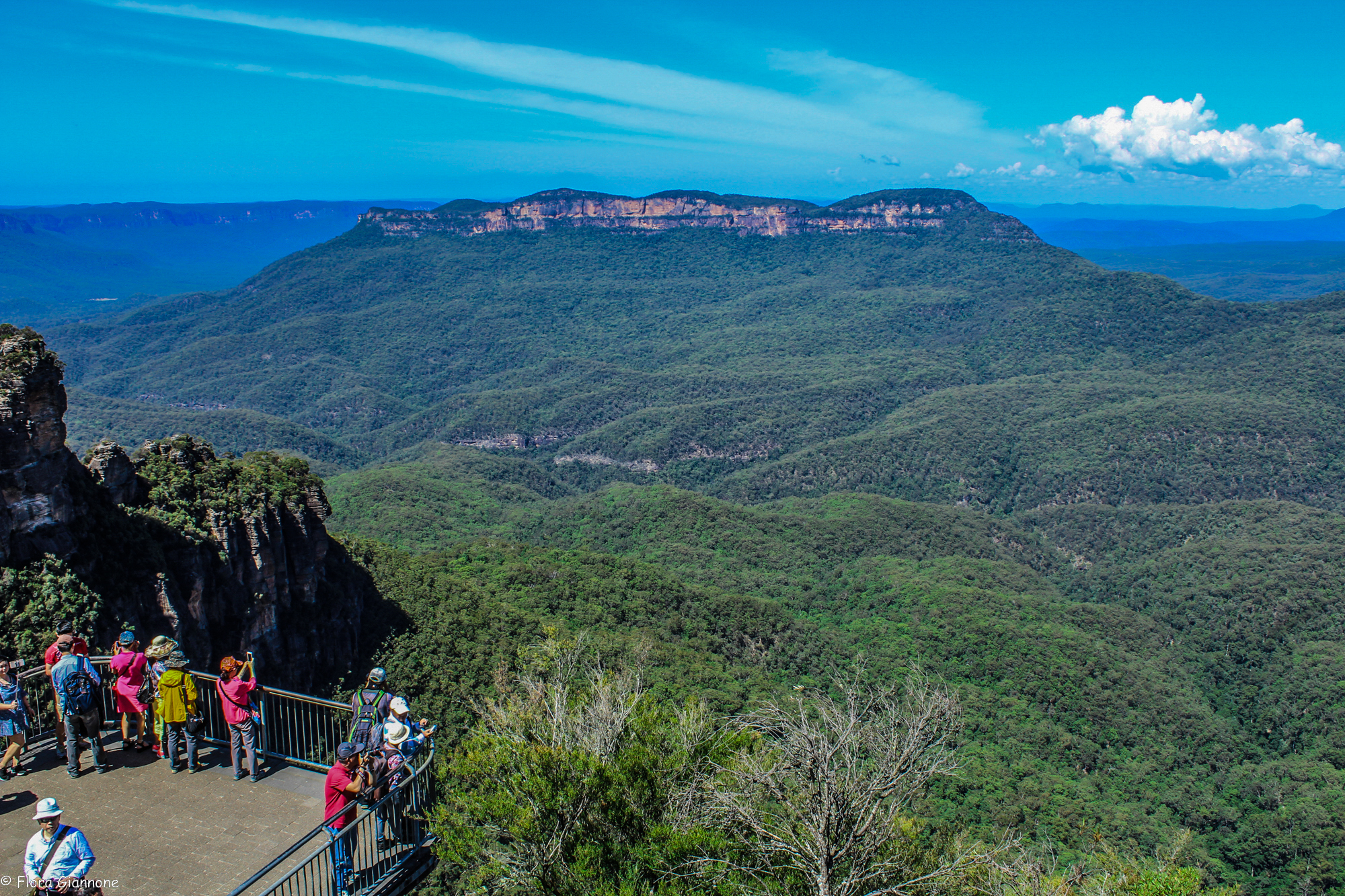 Australian Wildlife, Blue Mountains & Scenic World Private Tour