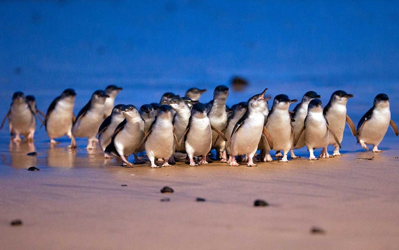 Melbourne Southbank Classic Day Tour - Rainbow Huts & Penguin Parade (Mandarin Guide)