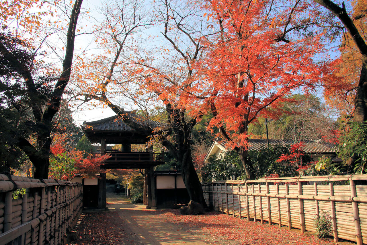 Kawagoe Autumn Maple One Day Tour from Tokyo