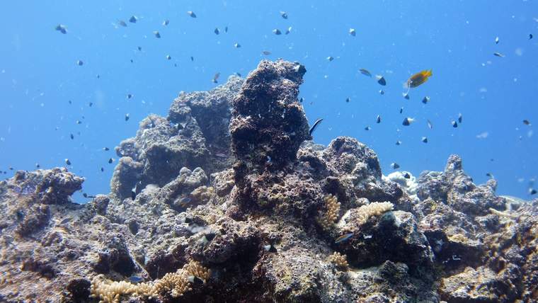 Red Sea scuba diving experience in Jeddah