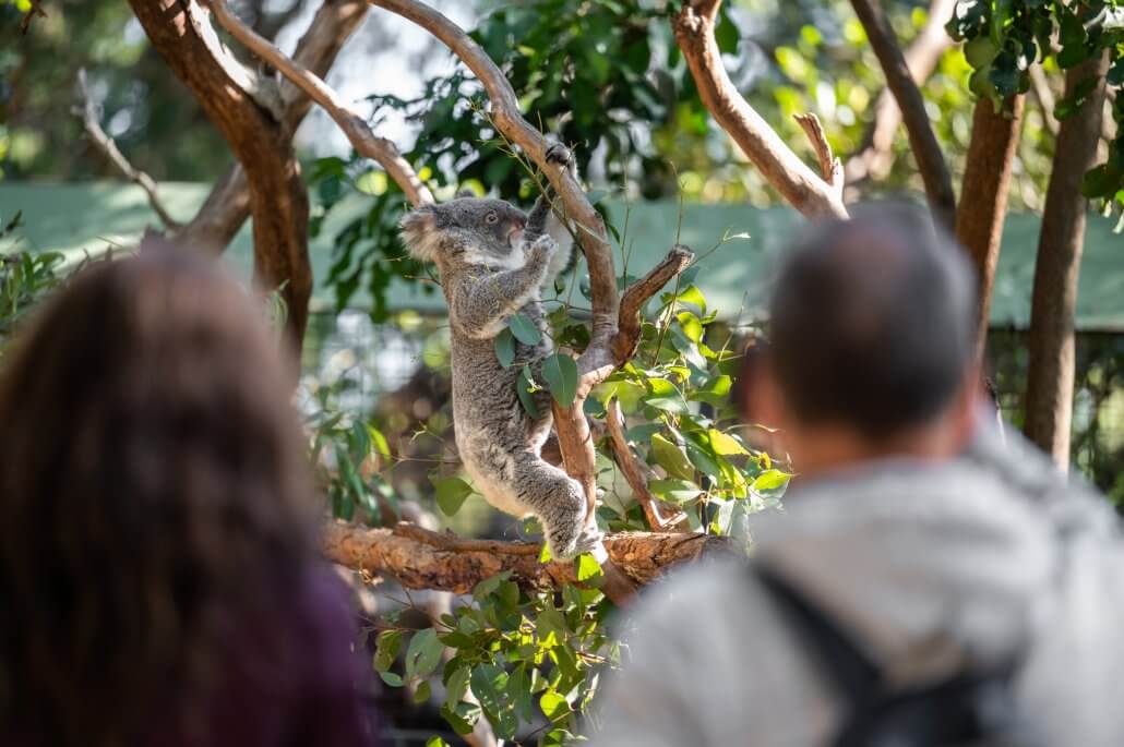 雪梨費瑟戴爾野生動物園門票