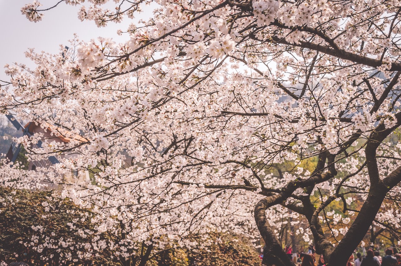 杭州市內客製化包車