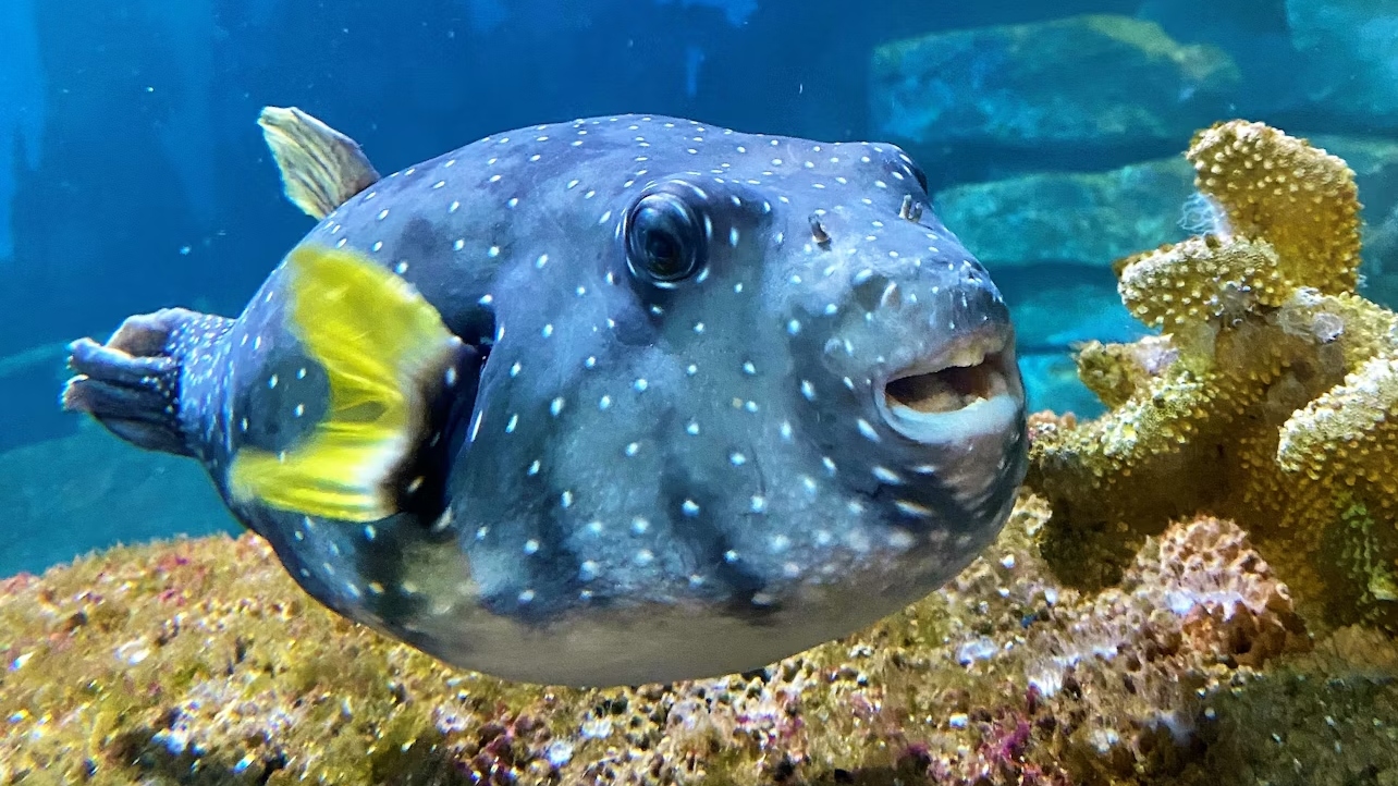 Amneville Aquarium ticket