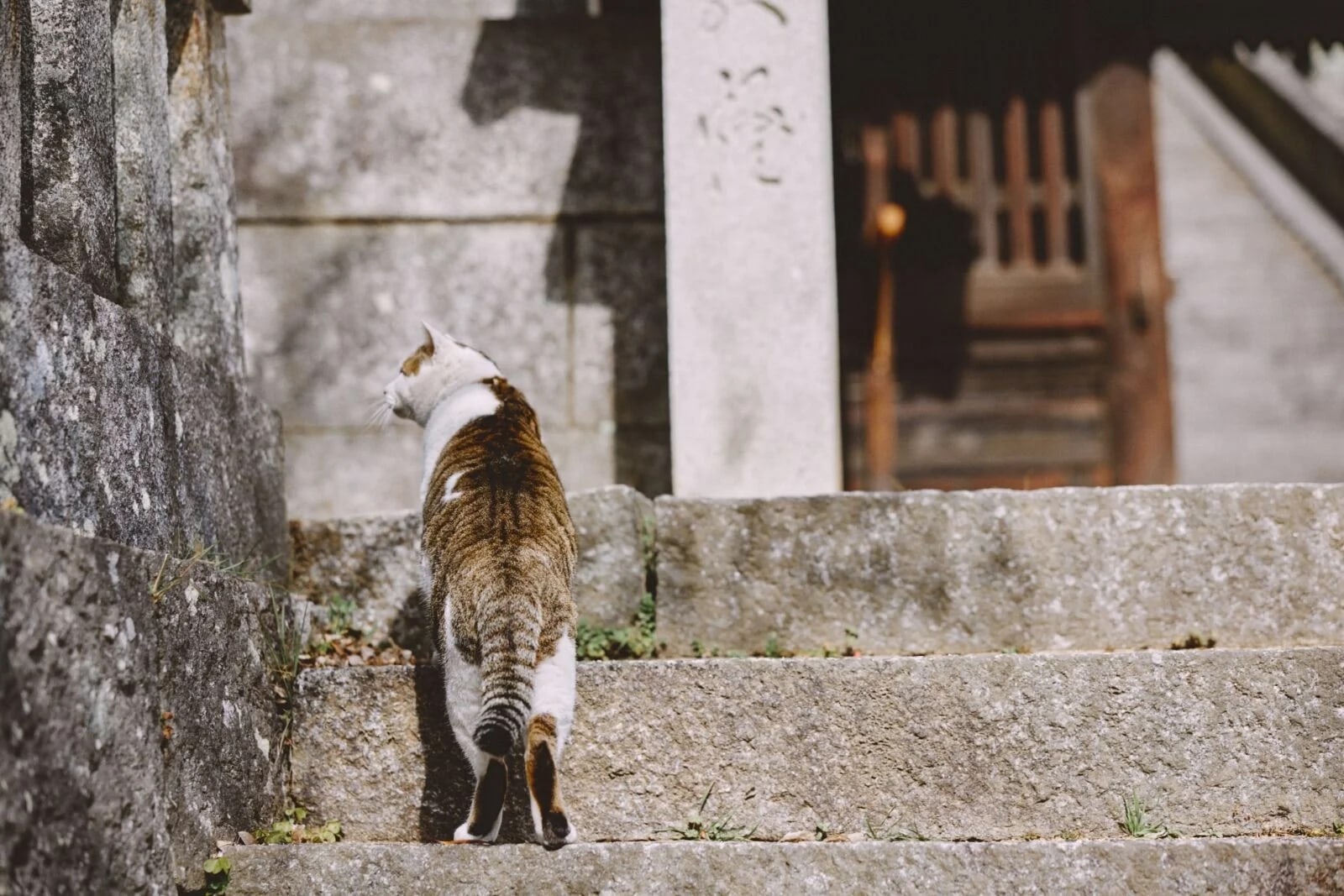 1-Day Tour: Onomichi Temples Exploration & Saijo Sake Tasting