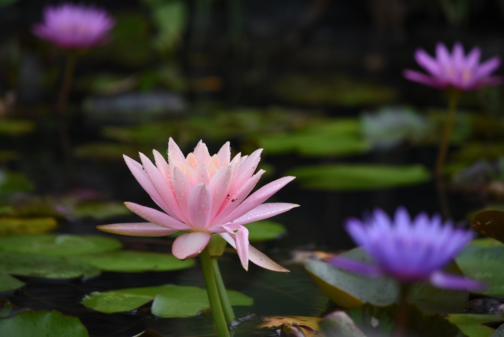 東南植物樂園門票